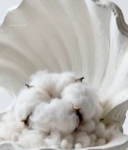  贝壳内盛放棉花的静物素材5381#竖屏 	 