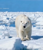  北极北极熊行走在冰面5183#竖屏 	 