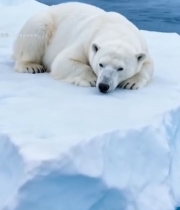  北极浮冰上休憩的北极熊6933#竖屏 	 