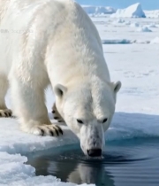  北极北极熊冰面饮水画面(1)5393#竖屏 	 