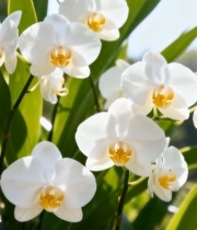  白色蝴蝶兰花卉特写4556#竖屏 	 